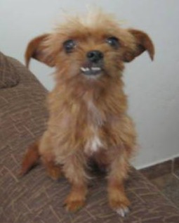 Cachorra marrom, pequeno porte, dentes inferiores salientes, nas proximidades do JD Santa lina. Contatos: 9181 9707 / 3451 0004/ 3453 9779
